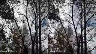 3D-fan.ru - Autumn Forest 1 - YT3D Youtube 3D stereo HD