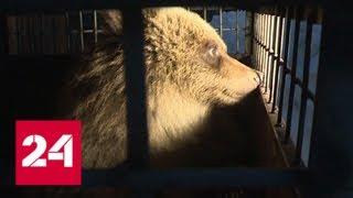 В Калугу должна прибыть гостья с Камчатки - медведица Маша - Россия 24