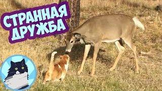 СТРАННАЯ ДРУЖБА 