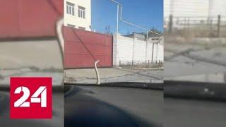 Змея проехала 100 километров автостопом по Кубани - Россия 24