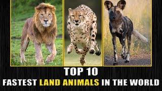 TOP 10 FASTEST LAND ANIMALS IN THE WORLD