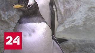 В Москву привезли папуанских пингвинов - Россия 24