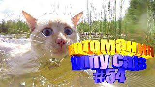 Смешные коты | Приколы с котами | Видео про котов | Котомания #54