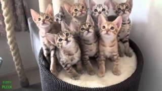 Приколы с котятами. Смешные коты. Best Funny Cat Videos Compilation 2013 NEW HD
