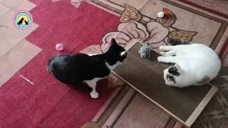 Реакция домашних питомцев на животных из приюта Пристраиваем трех бездомных кошек в семьи