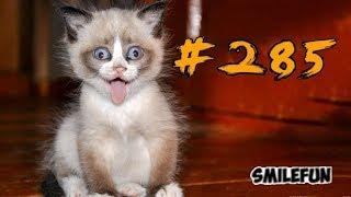КОТЫ 2019 ПРИКОЛЫ С КОШКАМИ Смешные коты и котики Funny Cats
