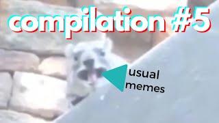usual memes compilation #5