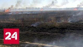 Площадь лесных пожаров в России сократилась - Россия 24