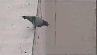 Funny moments