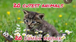 20 самых милых животных / смешные животные / смешное видео / юмор / смех / приколы 2020 / coub