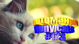 Смешные коты | Приколы с котами | Видео про котов | Котомания # 123