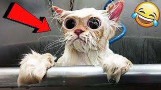 СМЕШНЫЕ ЖИВОТНЫЕ 2020 / ПРИКОЛЫ КОТЫ СОБАКИ, ЛУЧШИЕ ПРИКОЛЫ с Кошками и Собаками Funny Cats