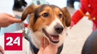В Домодедове снять стресс перед полетом людям помогают собаки - Россия 24