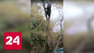 Медведь загнал рыболовов на деревья, ограбил их и попал на видео - Россия 24