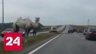 Верблюд спровоцировал ДТП с инкассаторской машиной на тульской трассе - Россия 24
