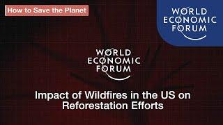 Impact of Wildfires in the US on Reforestation Efforts | Sustainable Development Summit 2020