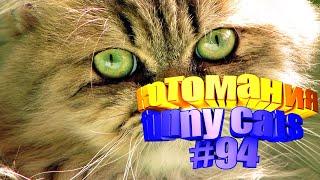 Смешные коты | Приколы с котами | Видео про котов | Котомания # 94