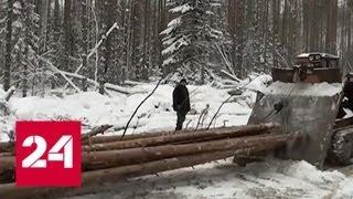 Связи не спасли "черных лесорубов" от наказания - Россия 24
