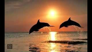 Музыка дельфинов