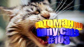 Смешные коты | Приколы с котами | Видео про котов | Котомания #103