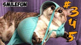 КОШКИ 2020 Смешные Коты 2020 Приколы С Кошками про Котов Funny Cats
