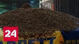 Тысячи пчел облепили тележку с хот-догами в Нью-Йорке - Россия 24