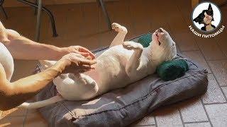 Прикольные и забавные собаки 