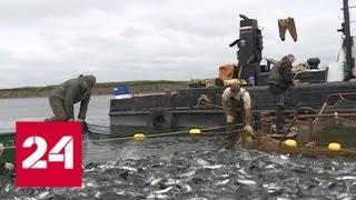 Рыба рассорила участников "правительственного часа" в Совфеде - Россия 24