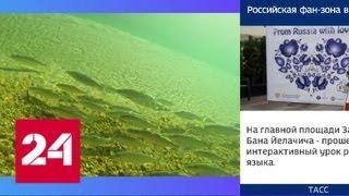 Мальки омуля к осени пополнят популяцию пресноводного лосося на Байкале - Россия 24