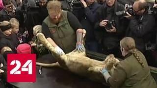 Чудесное спасение: щенка из России чуть не усыпили на шведской таможне