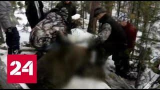 Охотники заявили, что специально подсунули иркутскому губернатору мертвого медведя - Россия 24