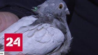 Летающие крысы: голуби в Москве могут стать разносчиками более 90 заболеваний - Россия 24