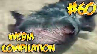 WEBM COMPILATION #60 | BEST MEMES