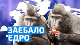 СТОИТ НАЧАТЬ И МЫ ИХ РАЗДАВИМ