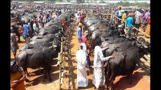 805| World largest Indian buffalo market|Believe this buffalo market|The Biggest Buffalo Market