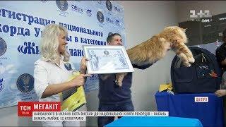 Найбільшого кота України внесли до Національної книги рекордів
