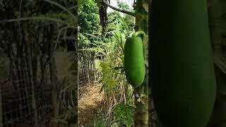 Папаевое варенье. Как растёт папая в Таиланде?