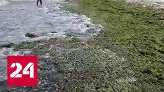 Вспышка инфекции: Азовское море отравляет украинская канализация - Россия 24