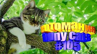 Смешные коты | Приколы с котами | Видео про котов | Котомания # 105