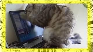 Приколы с животными до слез приколы про кошек #4 — Яндекс Видео — Яндекс Браузер 04 05 2018 20 32 41
