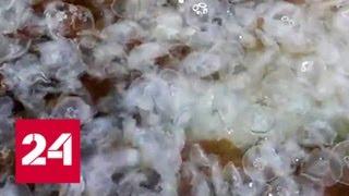 В Новороссийске у берега образовалось желе из медуз - Россия 24