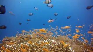 Подводный мир Отдых Aqua Музыка без слов