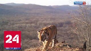 Запустили энергоснабжение: почему тиграм нравится в нацпарке "Бикин" - Россия 24