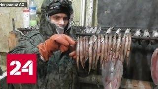 В ямальском поселке браконьеры перерабатывали рыбу под носом у администрации - Россия 24