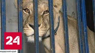 Цирк закрыт: львица на арене устроила охоту на ребенка - Россия 24