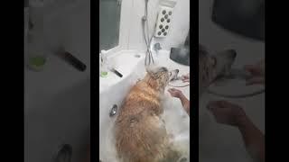 Акита ину принимает ванну (Хатико)