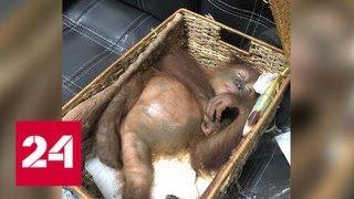 Гражданин России пытался вывезти с Бали орангутана - Россия 24