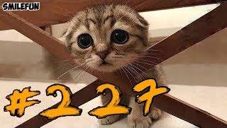 КОТЫ 2019 Смешные кошки приколы с котами до слез – смешные коты – Funny Cats 2019