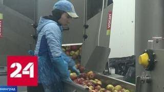 Калининградские фермеры начали поставлять яблочный сок в Европу - Россия 24