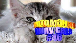 Смешные коты | Приколы с котами | Видео про котов | Котомания #46